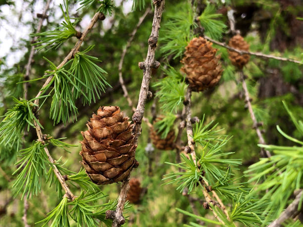 The Shortleaf pine (Pinus echinata) or die Fichtenkiefer