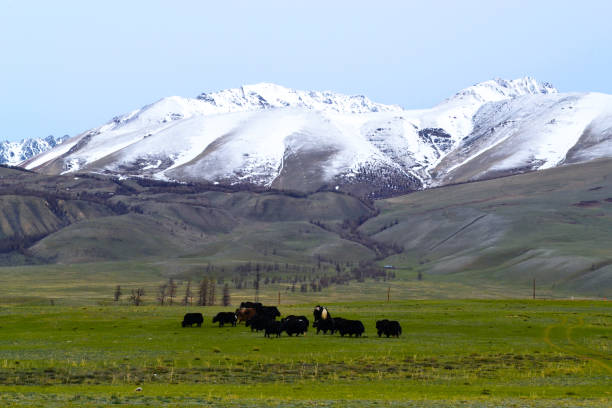istock Bulls on a meadow and mountains. 1150644612