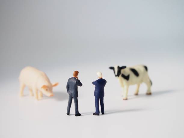 un empresario que mira vacas y cerdos - figurine small businessman discussion fotografías e imágenes de stock