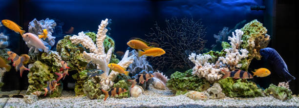 aquarium d’eau douce dans le style pseudo-marin. aquascape et aquadesign de l’aquarium - hobbies freshwater fish underwater panoramic photos et images de collection