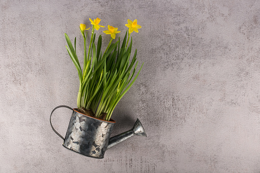 Yellow narcissus flowers in metallic watering can