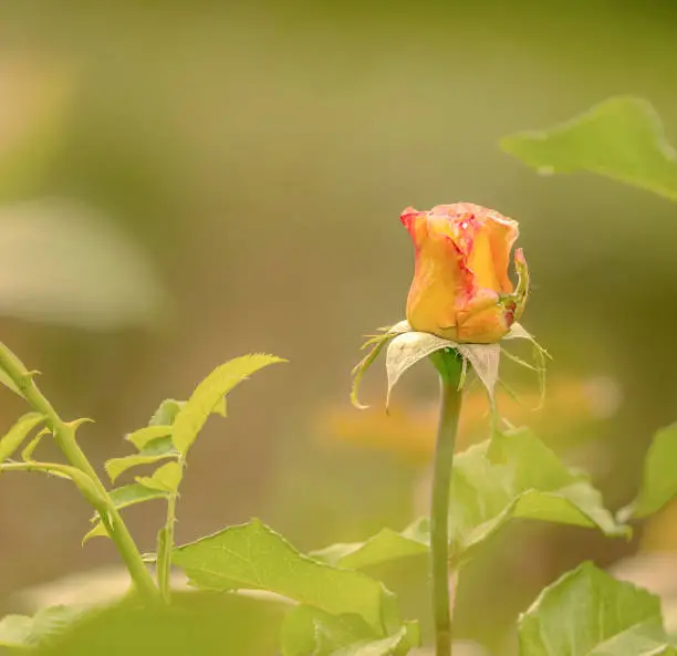 Beautiful close up yellow rose with natural background