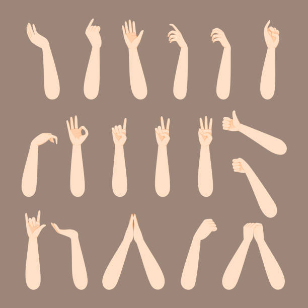 Set Of Forearm And Hand Of Human In Various Gestures Body, Beauty, Fashion forearm stock illustrations