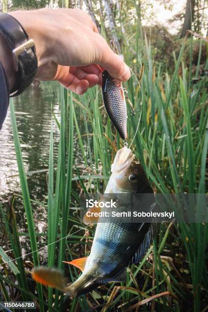 Hand With Fish On The Background Of The Lake Grass Great Perch On