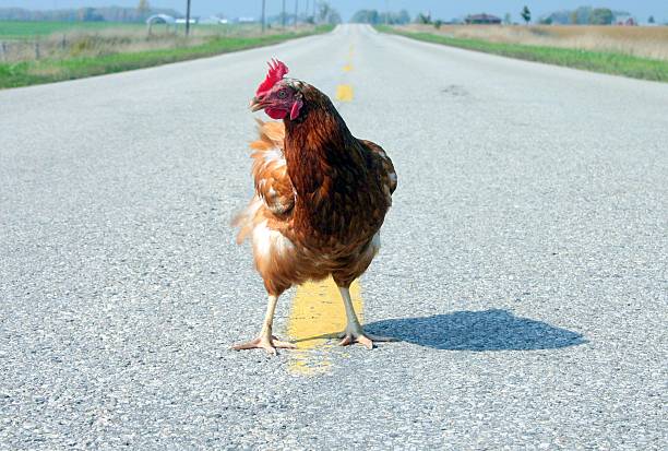 why did the chicken cross the road? /4 stock photo