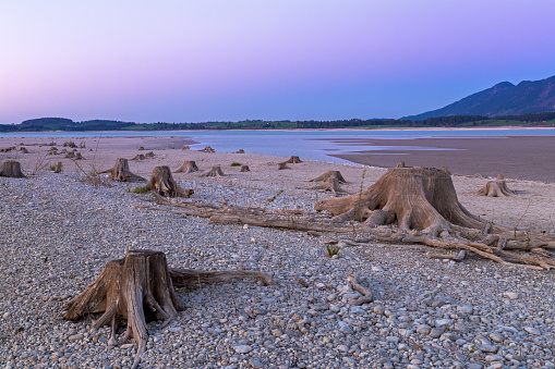 Tree stump in dry lake Forggensee after sunset