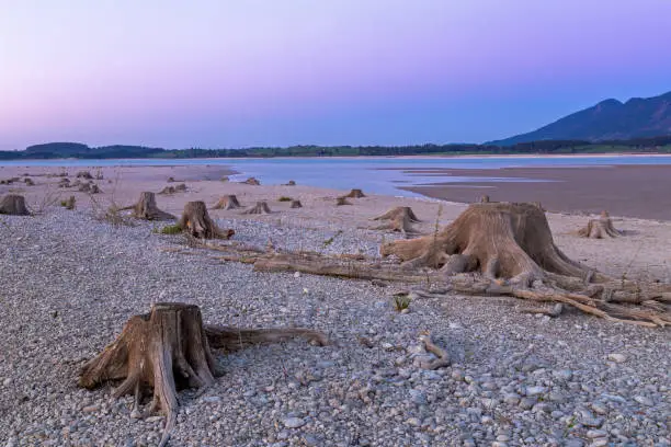Tree stump in dry lake Forggensee after sunset, Bavaria, Germany