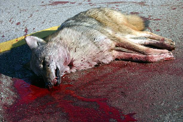road kill wolf stock photo