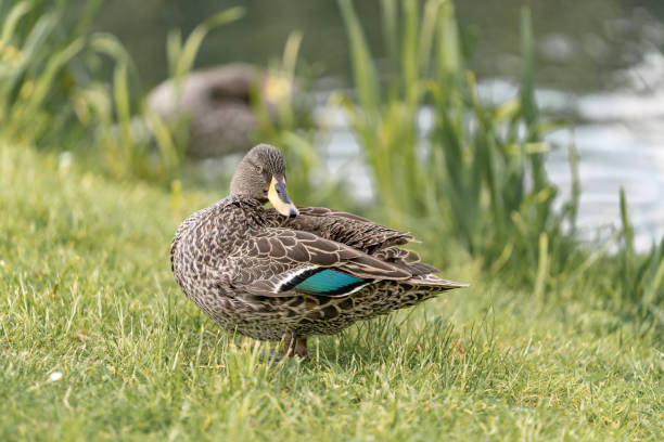 istock beautiful duck on the grass 1150649646