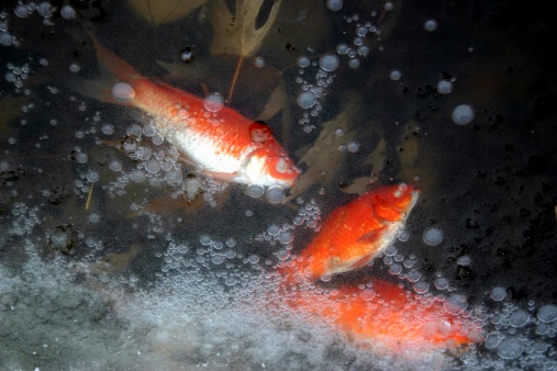 Three dead goldfish floating under an icy surface