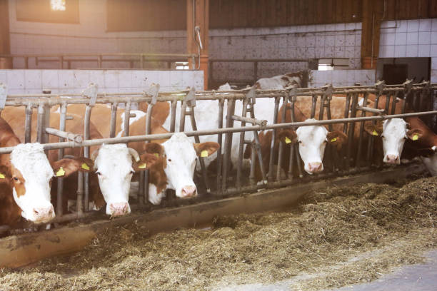 istock Cows in the barn looking at the camera 1150652269