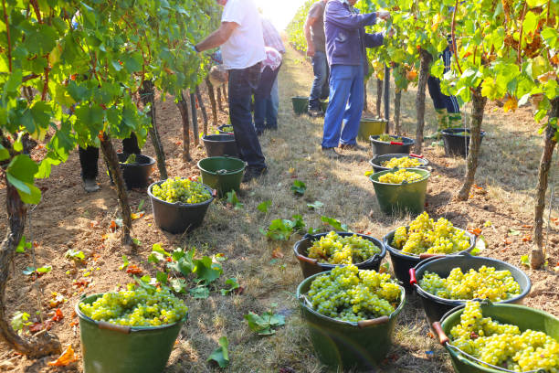 урож�ай винограда - chenin blanc стоковые фото и изображения