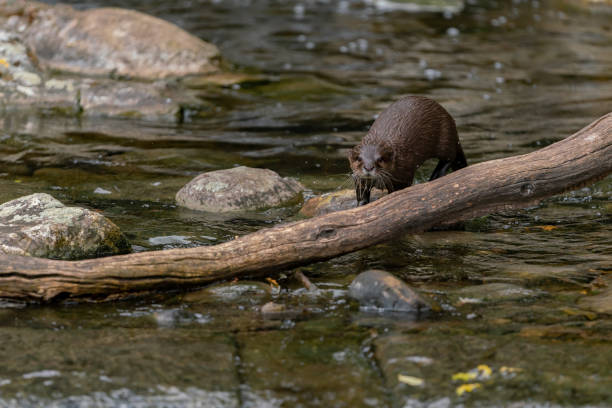 istock otter in the lake and waterfall 1150652594