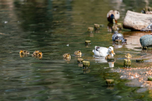 A female mandarin duck and her chicks walking through the grass in a park in early summer in Hokkaido.