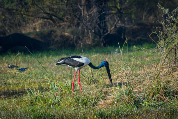 An alert male Black-necked stork searching for bird to kill in a winter morning at wetland of keoladeo national park, bharatpur, india An alert male Black-necked stork searching for bird to kill in a winter morning at wetland of keoladeo national park, bharatpur, india bharatpur photos stock pictures, royalty-free photos & images