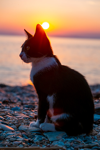Black and white kitten sitting on gravel beach at sunset