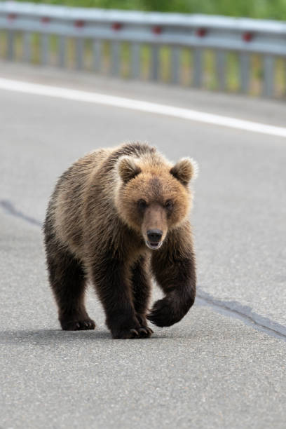 istock Hungry wild brown bear walking along an asphalt road 1150654053