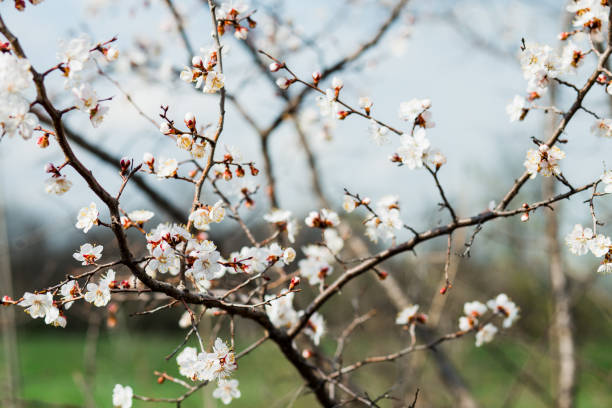 istock Beautiful flowering apricot tree in spring time 1150655300