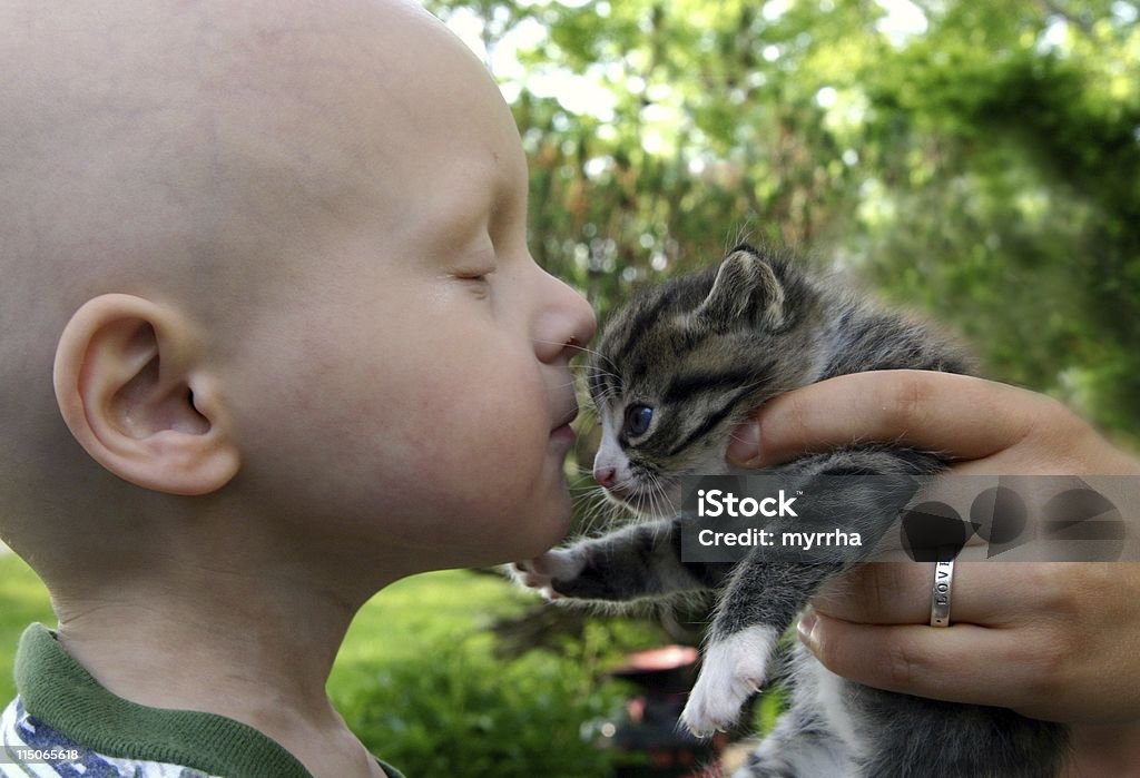 Cancer Kids; kisses for kitten bald from chemotherapy, toddler enjoys pet therapy, girls ring reads "LOVE" Alternative Therapy Stock Photo