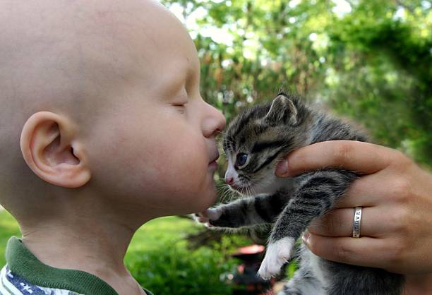 Cancer Kids; kisses for kitten stock photo