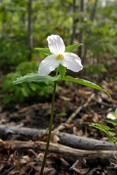 istock Trillium; Ontarios' Provincial Flower 115065619