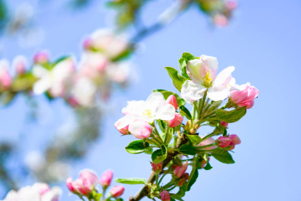 Blooming Apple tree blossom in an orchard during a beautiful spring day. Close up image with white and pink blossom flowers.