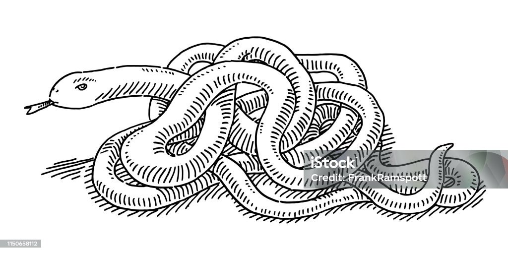 Intertwined Snake Drawing Hand-drawn vector drawing of an Intertwined Snake. Black-and-White sketch on a transparent background (.eps-file). Included files are EPS (v10) and Hi-Res JPG. Snake stock vector