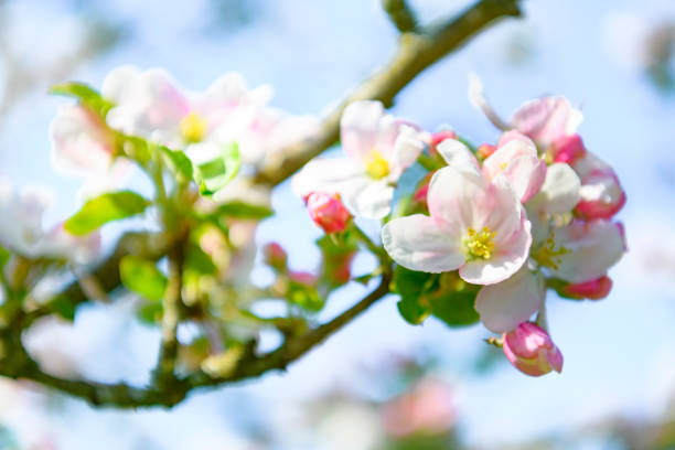 Blooming Apple tree blossom in an orchard during a beautiful spring day. Close up image with white and pink blossom flowers.
