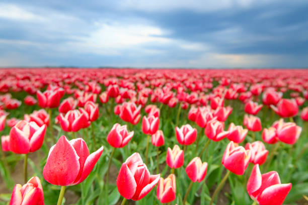 istock Blossoming red and pink tulips in a field  during a stormy spring afternoon 1150658420