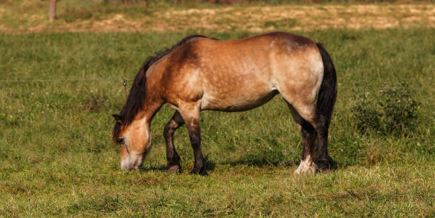 istock A brown horse on a pasture 1150660065