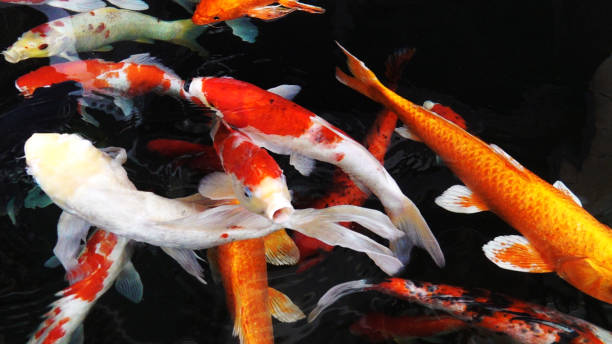 istock Colourful charming Koi Carp Fishes moving in pond with shadow and light reflection, Carp fishes swims under water surface 1150660937