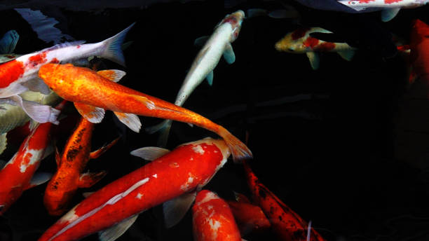 istock Colourful charming Koi Carp Fishes moving in pond with shadow and light reflection, Carp fishes swims under water surface 1150660944