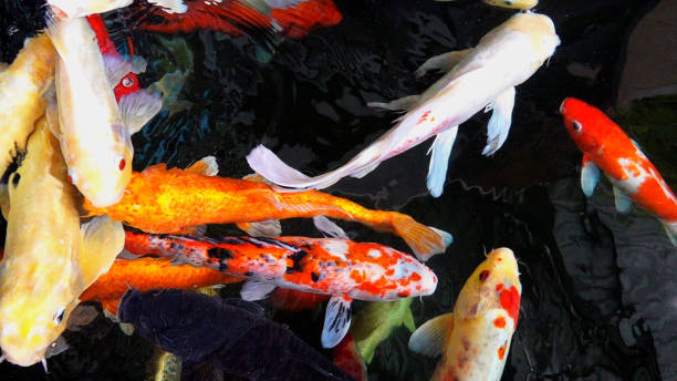 istock Colourful charming Koi Carp Fishes moving in pond with shadow and light reflection, Carp fishes swims under water surface 1150660984