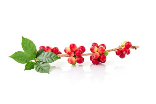 Red coffee beans on a branch of coffee tree, ripe and unripe berries isolated on white background