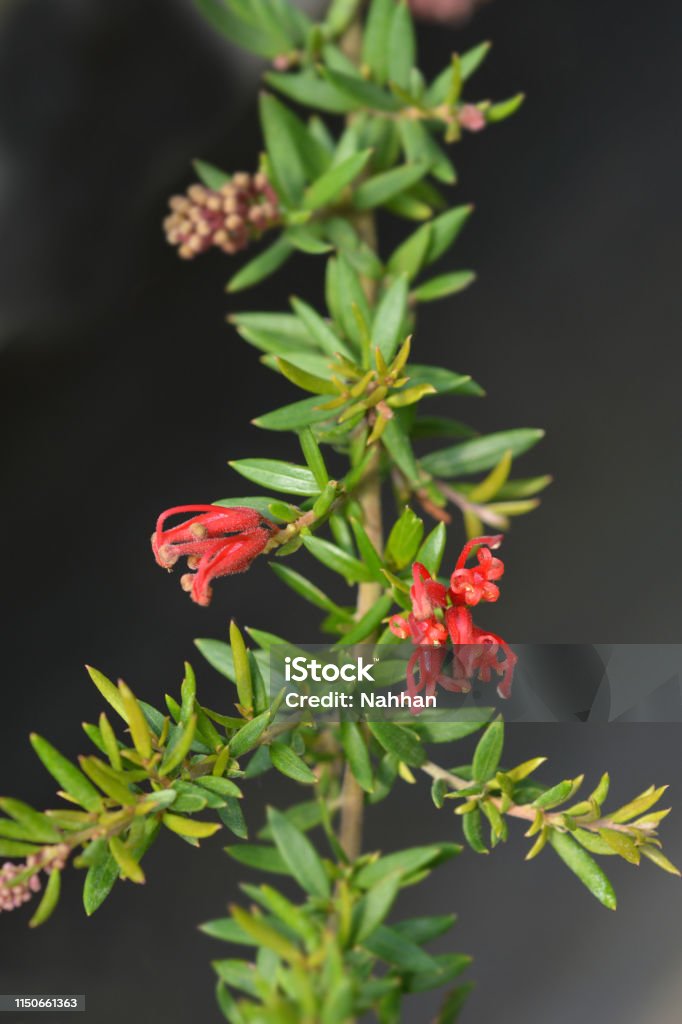 Rosemary grevillea Rosemary grevillea - Latin name - Grevillea rosmarinifolia Botany Stock Photo