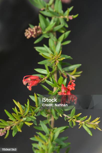 Rosemary Grevillea Stock Photo - Download Image Now - Botany, Bush, Close-up