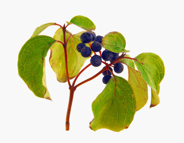 Dogwood berries. White background. The fruit is a dark purple to black drupe, globular in shape, containing a nucleus. It is not edible. cornus sanguinea stock pictures, royalty-free photos & images