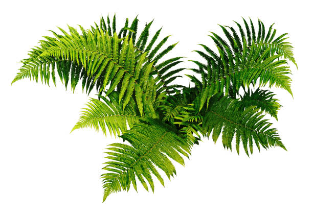 plan de fern. fondo blanco. - fern leaf plant close up fotografías e imágenes de stock