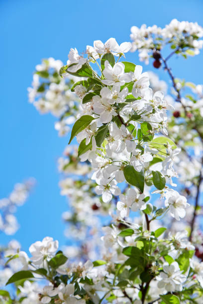 istock Pink and white flowers apple. 1150662782