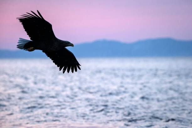 istock White-tailed eagle in flight, eagle flying against pink sky in Hokkaido, Japan, silhouette of eagle at sunrise, majestic sea eagle, wildlife scene, wallpaper 1150662926