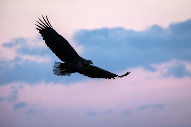 istock White-tailed eagle in flight, eagle flying against colorful sky with clouds in Hokkaido, Japan, silhouette of eagle at sunrise, majestic sea eagle, wildlife scene, wallpaper, bird isolated silhouette 1150662935