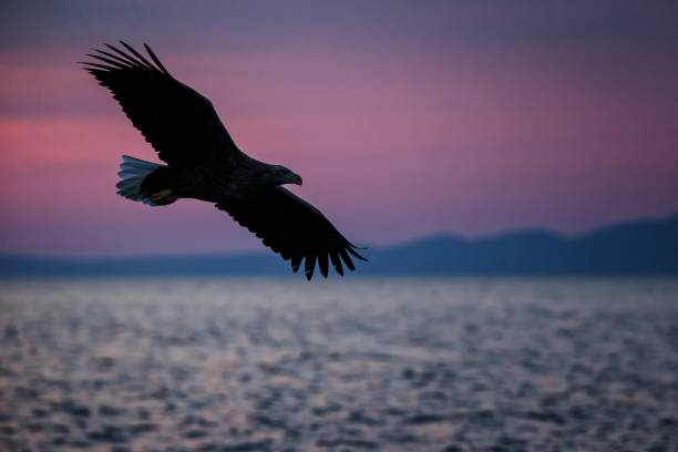 istock White-tailed eagle in flight, eagle flying against pink sky in Hokkaido, Japan, silhouette of eagle at sunrise, majestic sea eagle, wildlife scene, wallpaper 1150662954