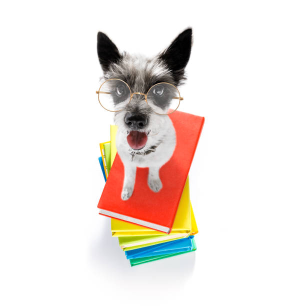 istock smart dog and books 1150662957