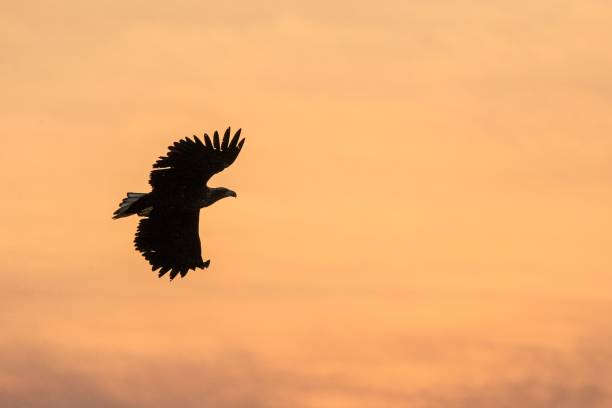 istock White-tailed eagle in flight, eagle flying against colorful sky with clouds in Hokkaido, Japan, silhouette of eagle at sunrise, majestic sea eagle, wildlife scene, wallpaper, bird isolated silhouette 1150662965
