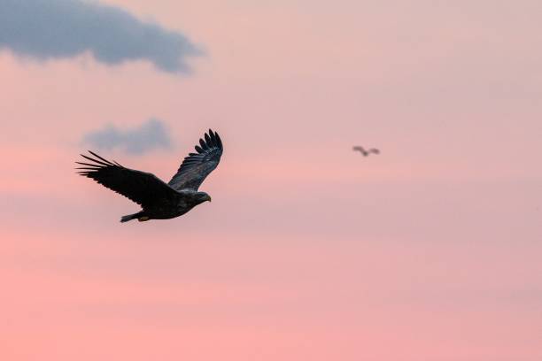 istock White-tailed eagle in flight, eagle flying against colorful sky with clouds in Hokkaido, Japan, silhouette of eagle at sunrise, majestic sea eagle, wildlife scene, wallpaper, bird isolated silhouette 1150663034