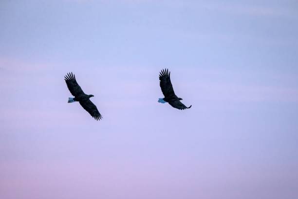 istock Two white-tailed eagles in flight, eagle flying against colorful sky with clouds in Hokkaido, Japan, silhouette of eagle at sunrise, majestic sea eagle, wildlife scene, wallpaper, birding adventure 1150663065