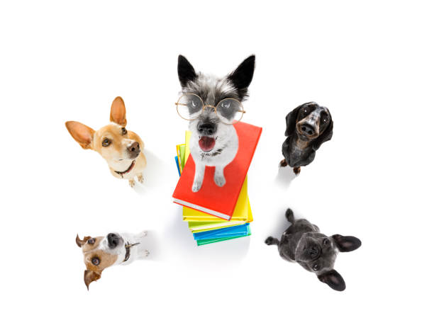 smart dog e libri - dog education holding animal foto e immagini stock