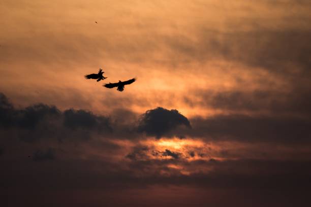 istock Two eagles fighting in flight, eagles flying against colorful sky with clouds in Hokkaido, Japan, silhouette of eagle at sunrise, majestic sea eagle, wildlife scene, wallpaper, birding adventure,Asia 1150663095