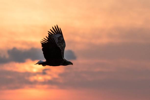 istock White-tailed eagle in flight, eagle flying against colorful sky with clouds in Hokkaido, Japan, silhouette of eagle at sunrise, majestic sea eagle, wildlife scene, wallpaper, bird isolated silhouette 1150663121