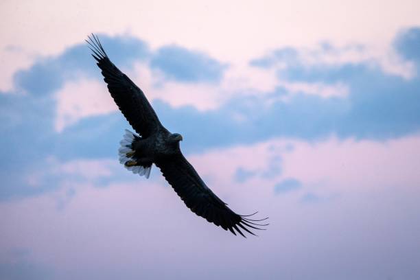 istock White-tailed eagle in flight, eagle flying against colorful sky with clouds in Hokkaido, Japan, silhouette of eagle at sunrise, majestic sea eagle, wildlife scene, wallpaper, bird isolated silhouette 1150663127